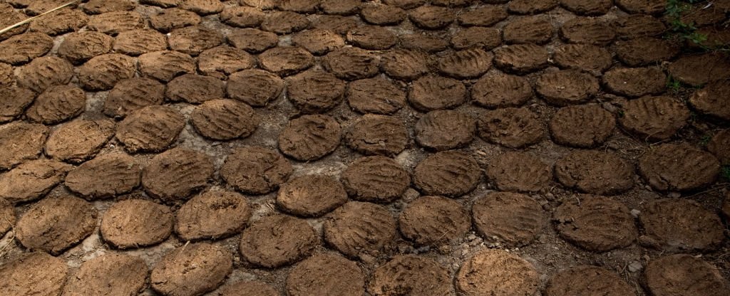 Cow Dung Export - Bhoomi Global Exports